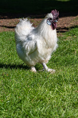 Silkie chicken, also known as silky or Chinese silk chicken