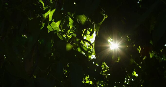 Sun rays break through the leaves of the walnut tree. 