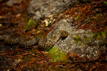 Snake Staredown Challenge. The wild snake suddenly slithered over my trail when I was hiking in Coventry, Rhode Island USA; I challenged the snake to an eye to eye staredown match and I won. 