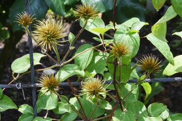 After clematis flowers. Ranunculaceae perennial vine plant.
