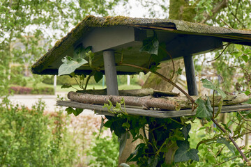 Old wooden bird feeder overgrown with hedera creeper in a garden in springtime.