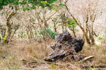 Dry natural scenery