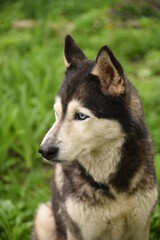 Naklejka na ściany i meble Blue-eyed dog Siberian Husky breed sits in green grass
