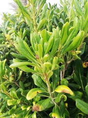 Obraz premium aloe vera plant