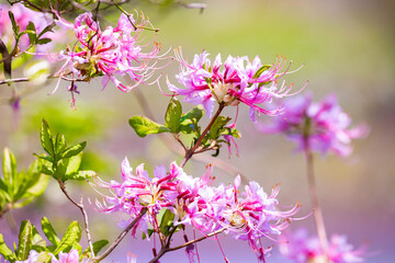 Fresh blooming pink azalea bush outdoor in spring