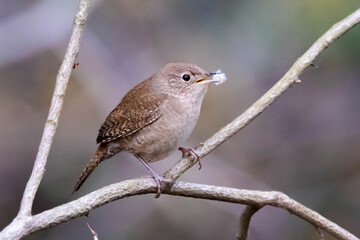 Blue-gray gnatcatcher building nest close up photo