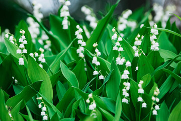 Beautifyl group of Lily of the valley spring flowers in the forest