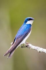 Beautiful tree swallow close up portrait on the tree