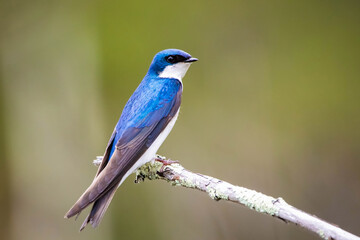 Beautiful tree swallow close up portrait on the tree