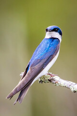 Beautiful tree swallow close up portrait on the tree