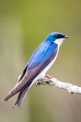 Beautiful tree swallow close up portrait on the tree