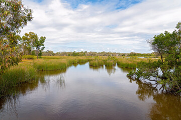 A Natural Wetlands Ecosystem