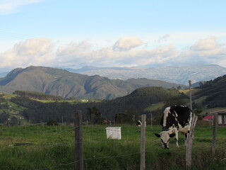 cows in the mountains