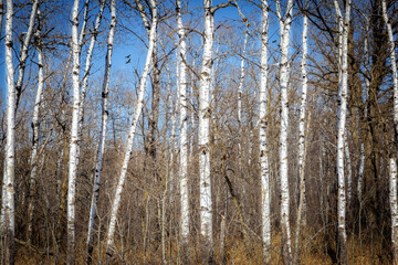 white birch trees bare of leaves in early spring