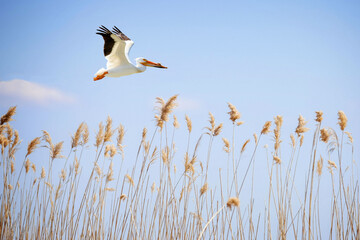 Lone white pelican flying in a clear blue sky in the summer.