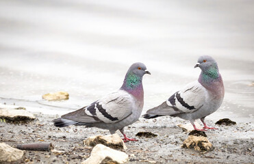 two colorful feral pigeons walking beside the water on the shore.