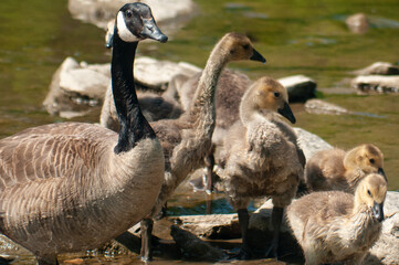 Country goose family by the river 