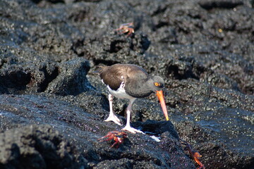 American oystercatcher (Haematopus palliates) at Punta Espinoza, Fernandina Island, Galapagos,...