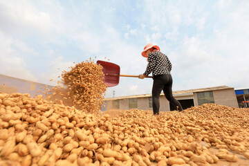 The farmers were drying peanuts in the yard