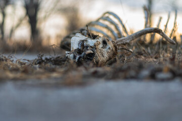 Deer skeleton bones in wheat grass