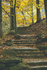 autumn in the woods