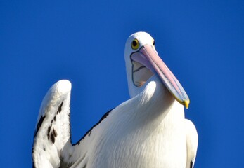 Portrait of a pelican close-up