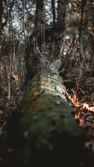 Fallen tree trunk up rooted in the woods