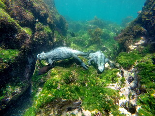 Marine iguanas at Punta Espinoza, Fernandina Island, Galapagos, Ecuador