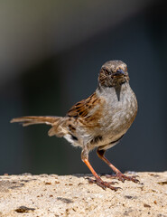 hedge sparrow or dunnock on a wall