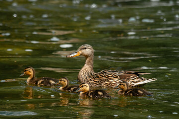 Mother duck and ducklings swimming 