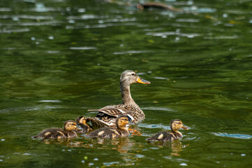 Mother duck and ducklings swimming 