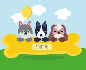 adopt us cute dogs