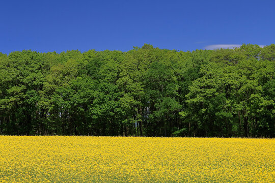 108 最適な 北海道 滝川 菜の花 画像 ストック写真 ベクター Adobe Stock 108 最適な 北海道 滝川 菜の花 画像 ストック写真 ベクター Adobe Stock