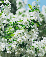 Closeup of white crabapple flowers on a sunny day