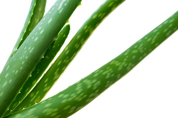 Aloe vera leaves isolated on white background. Natural Aloe Vera Plant for Cosmetics, Alternative Medicine