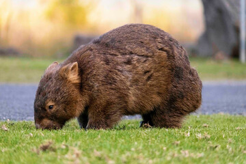 Wombat