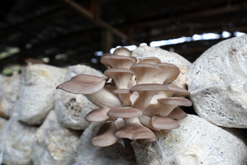 Normal growth of edible fungi in the bag, North China