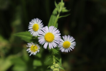 Wildflowers 2