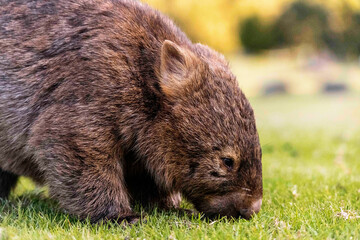 Wombat