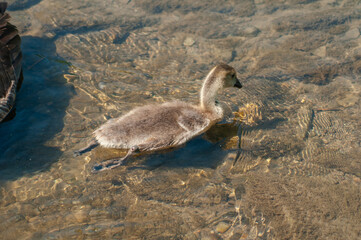 Baby gosling swimming and extending it's legs 