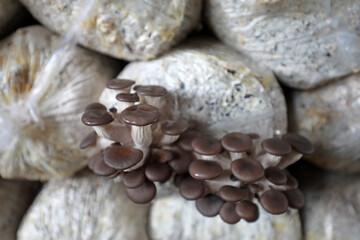 Fototapeta na wymiar Normal growth of edible fungi in the bag, North China
