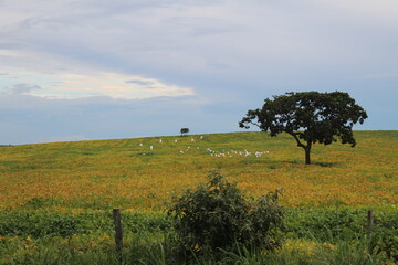 Fototapeta premium Nature, Birds Tree