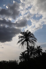 Fototapeta premium palm trees at sunset