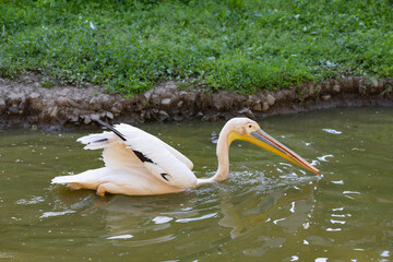 pink pelican close-up on the lake