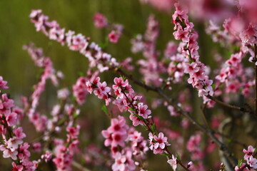 Blooming peach blossom, very beautiful