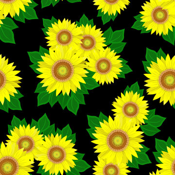 Blooming sunflowers on black background. Floral seamless pattern, vector.