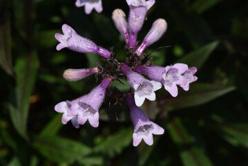 Obraz premium Penstemon (Beardtongue) flowers. Plantaginaceae perennial grass.