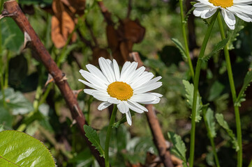 Chamomile flower in garden