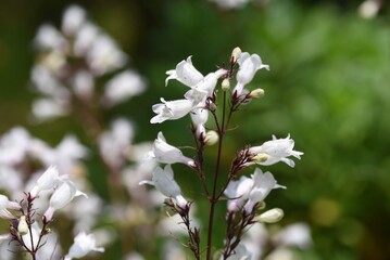 Penstemon (Beardtongue) flowers. Plantaginaceae perennial grass.