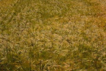 yellow field of spikelets